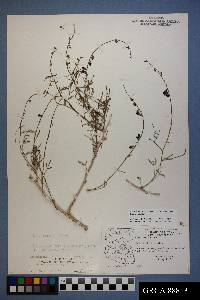 Psorothamnus arborescens image